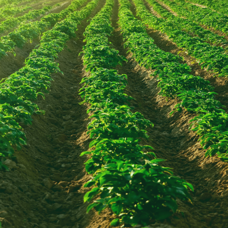 Del Monte Customer Image